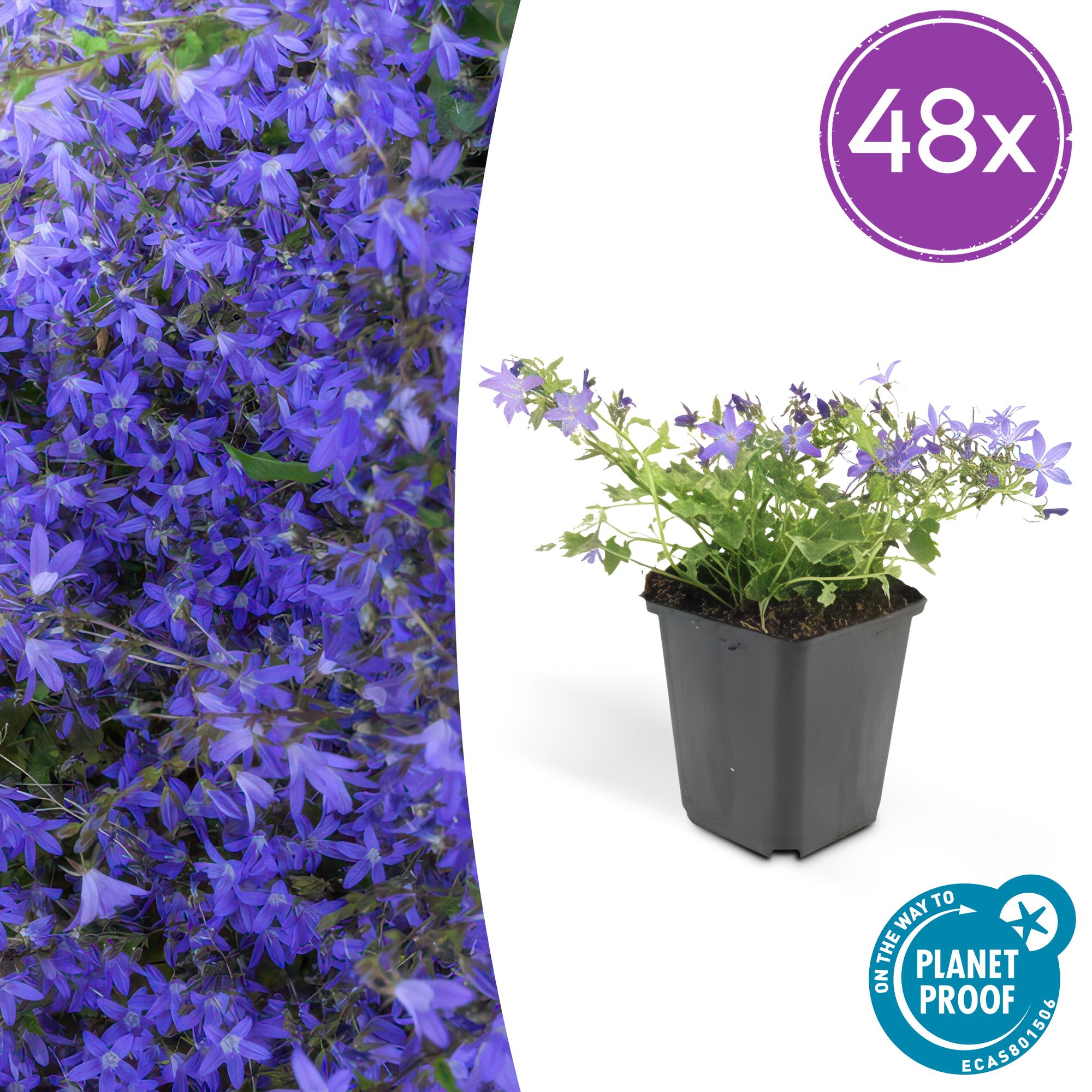 Campanula poscharskyana 'Stella' potmaat 9 cm hoogte 10 tot 25 cm
