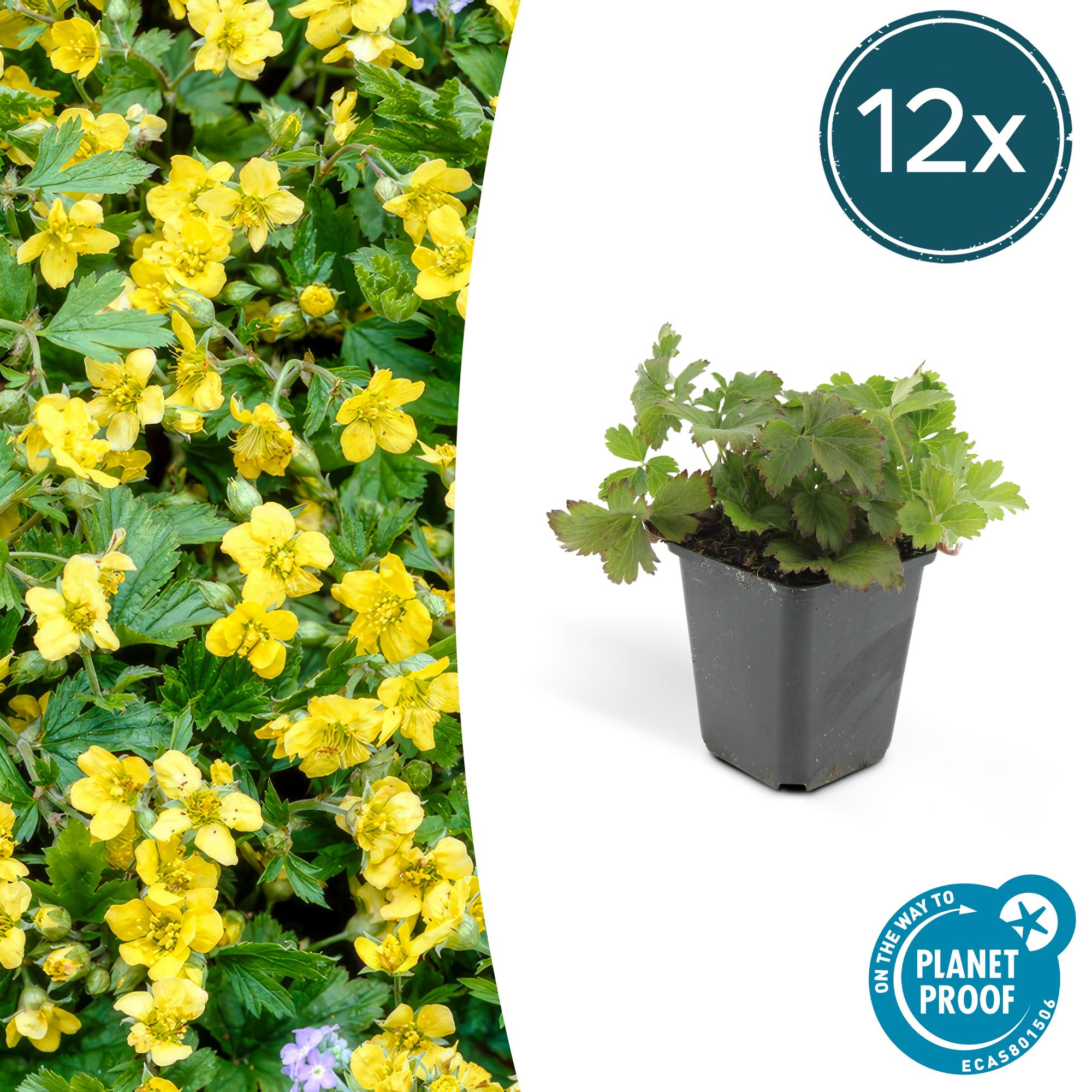 Waldsteinia ternata potmaat 9 cm hoogte 10 tot 25 cm