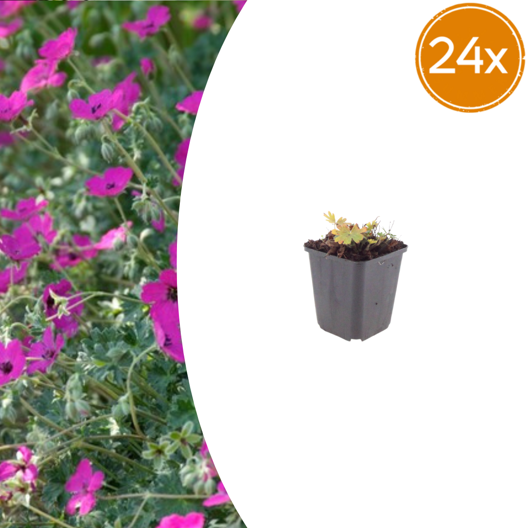Geranium sang. 'Max Frei' potmaat 9 cm hoogte 10 tot 25 cm