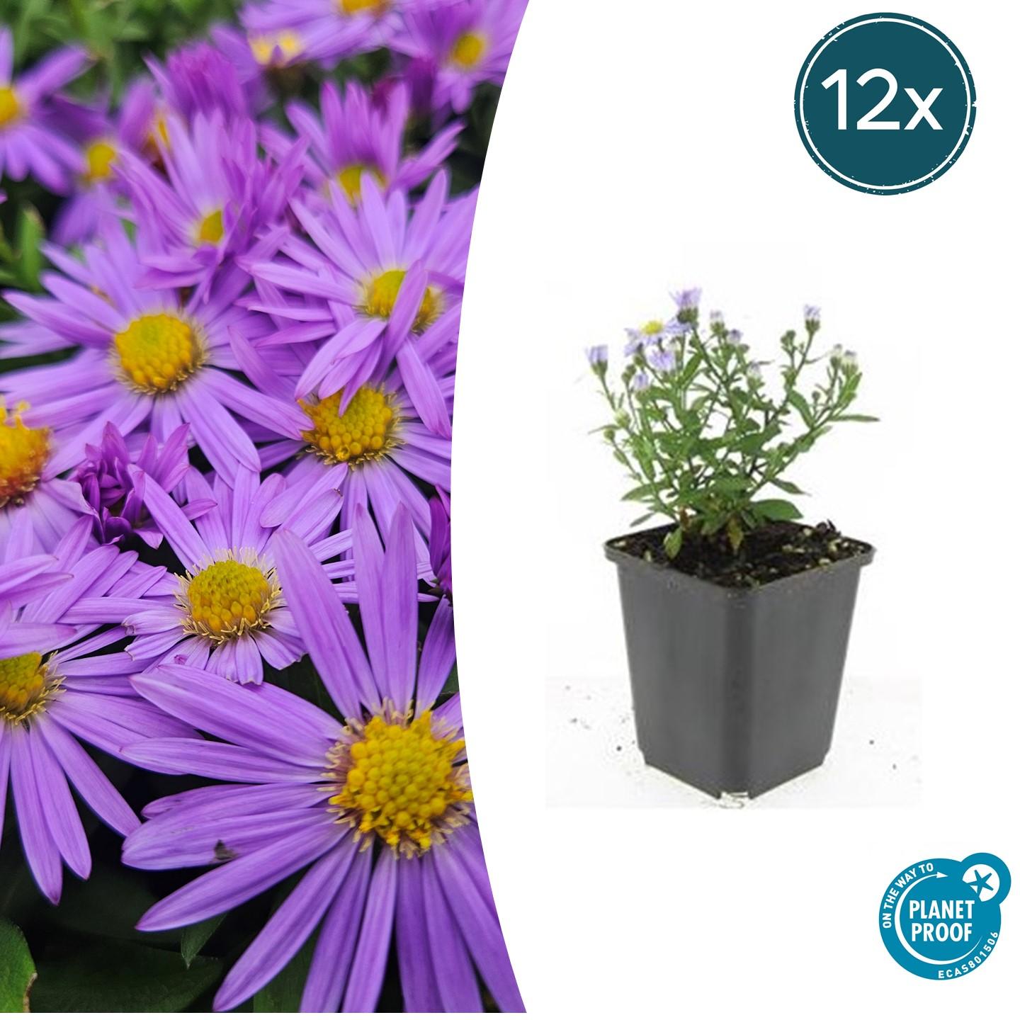 Aster (D) 'Prof. Anton Kippenberg' potmaat 9 cm hoogte 10 tot 25 cm