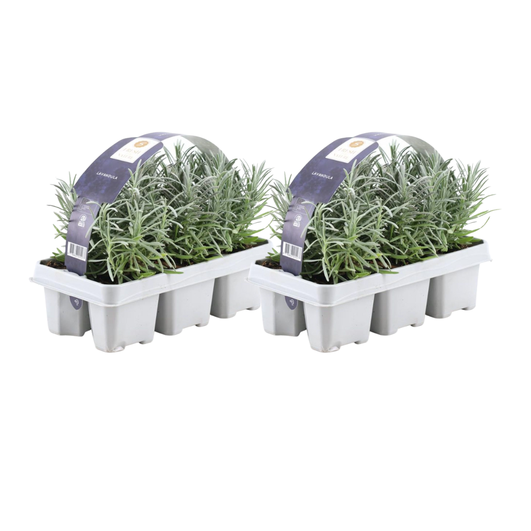 Lavendel angustifolia (6 pack) potmaat 7 cm hoogte 15 cm