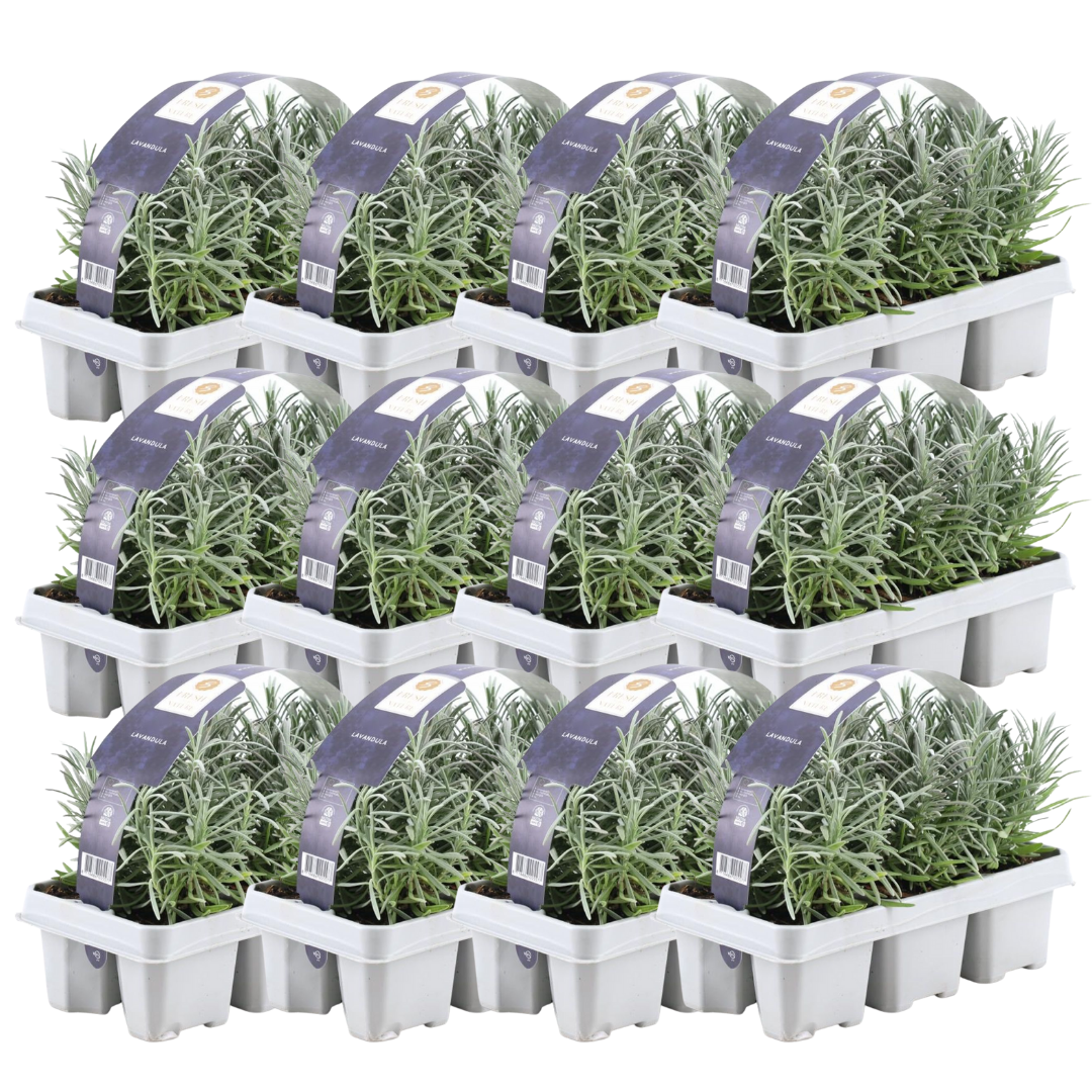 Lavendel angustifolia (6 pack) potmaat 7 cm hoogte 15 cm