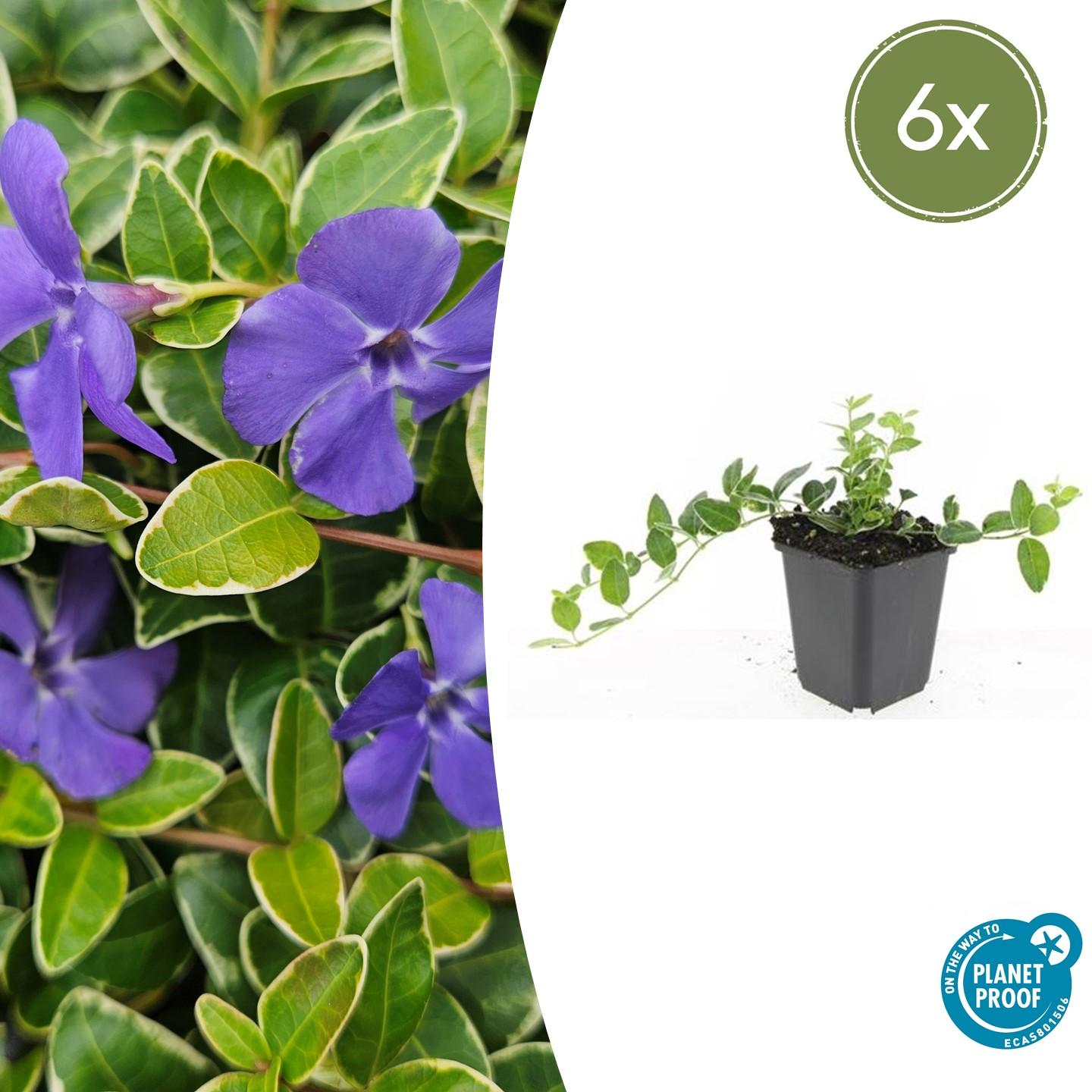Vinca minor 'Argenteovariegata' potmaat 9 cm hoogte 10 tot 25 cm