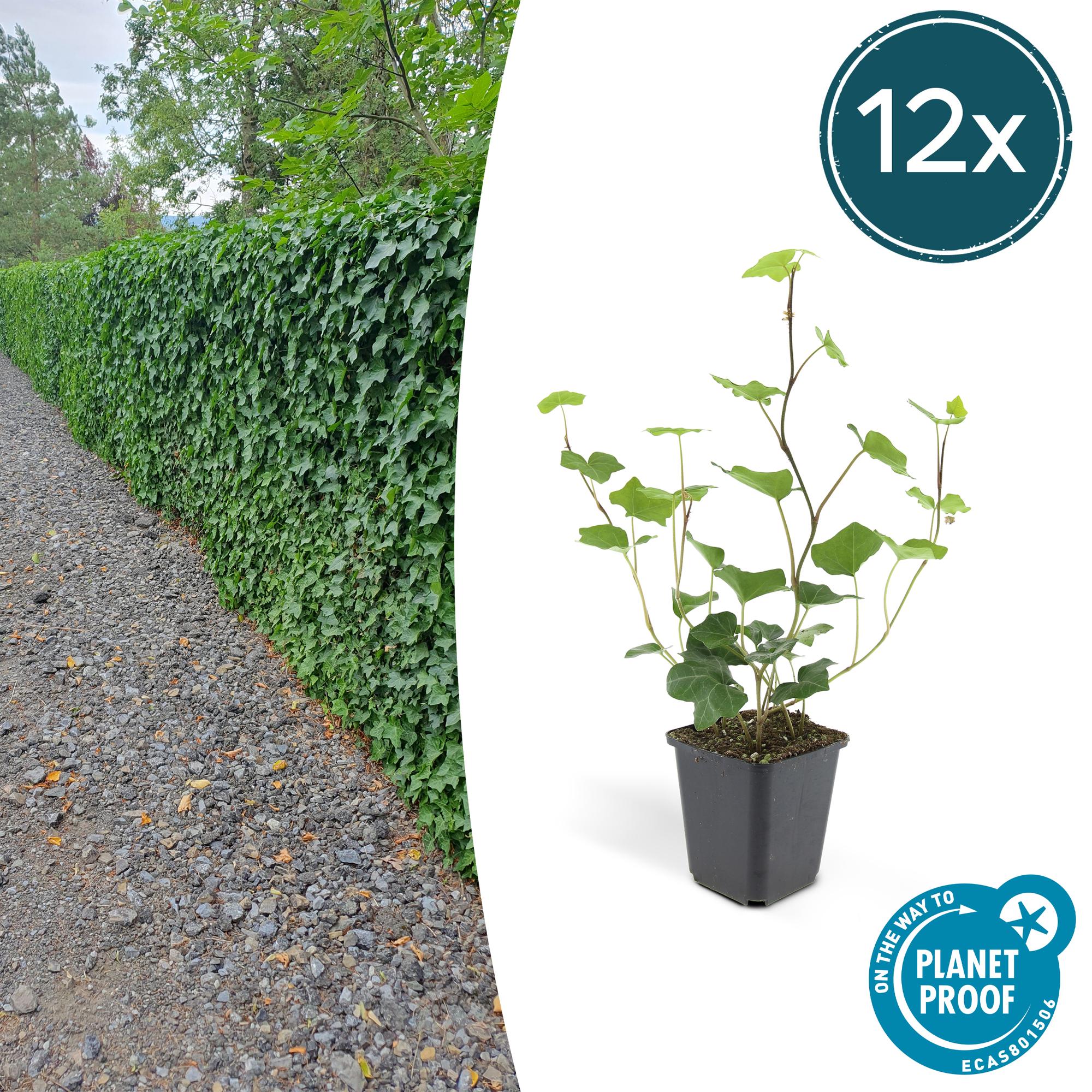 Hedera Hibernica potmaat 9 cm hoogte 10 tot 25 cm