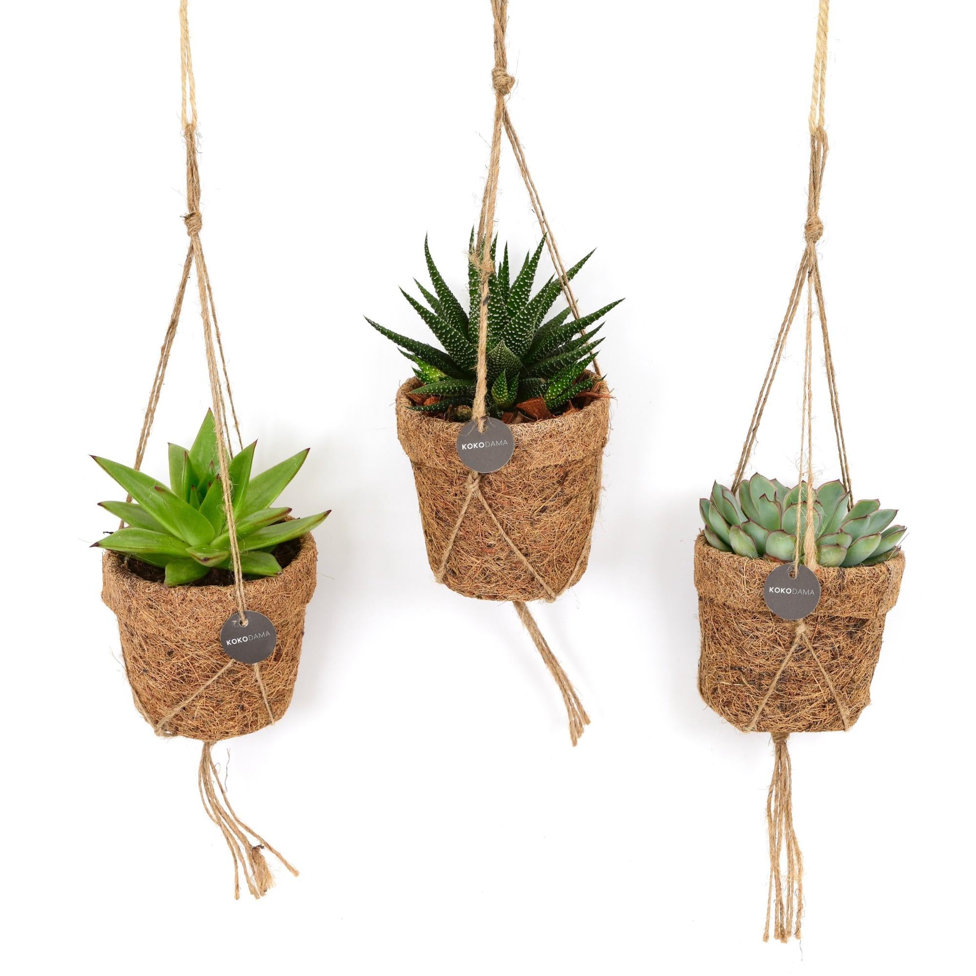 Kokopot String Succulent Mix (3 stuks) potmaat 10 cm hoogte 15 cm