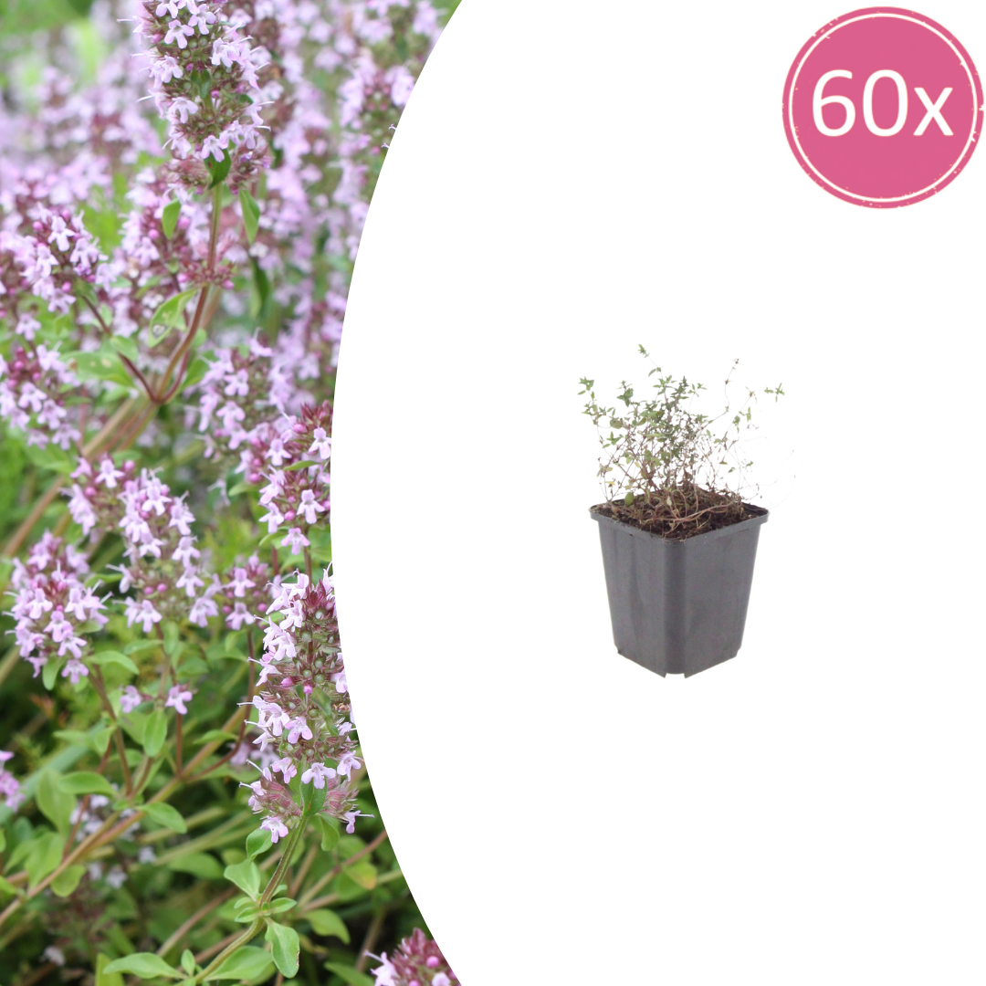 Thymus vulgaris potmaat 9 cm hoogte 10 tot 25 cm