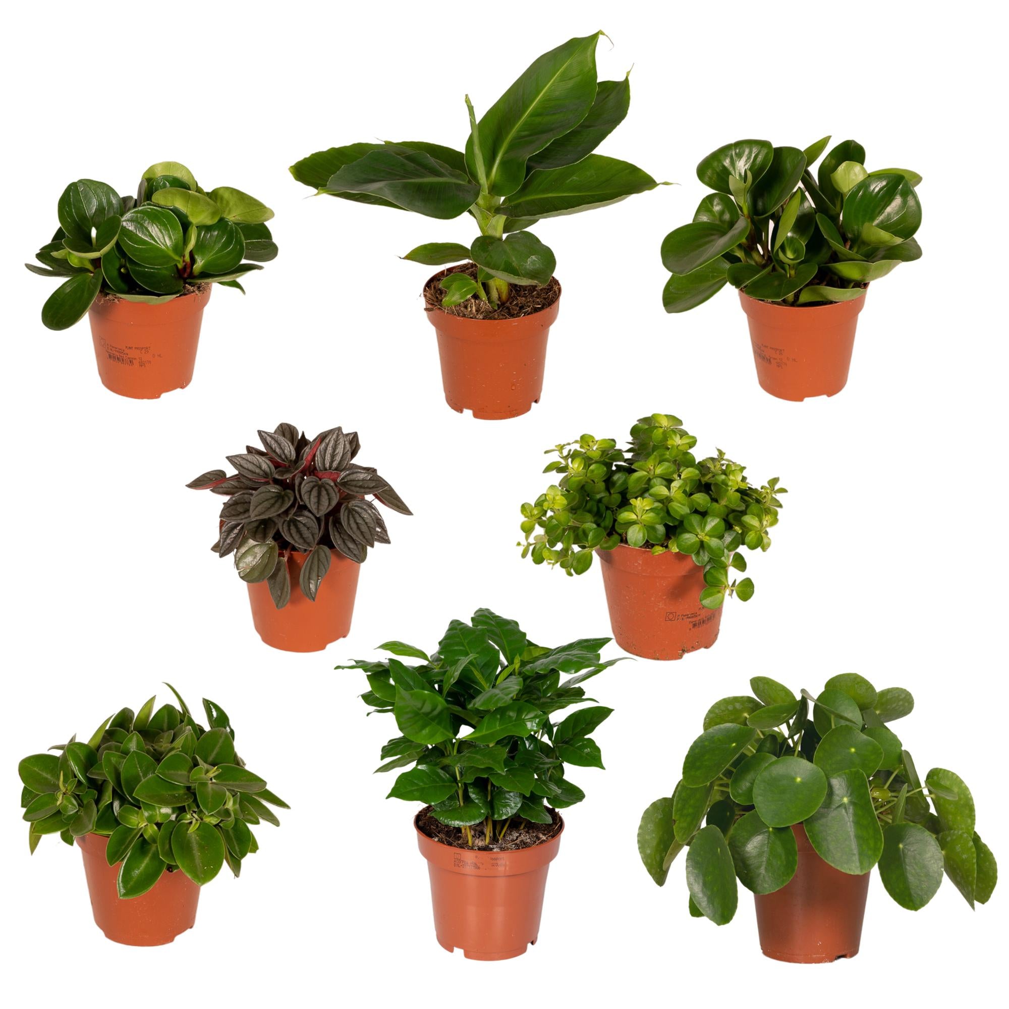 Verrassingsbox potmaat 12 cm hoogte 25 cm
