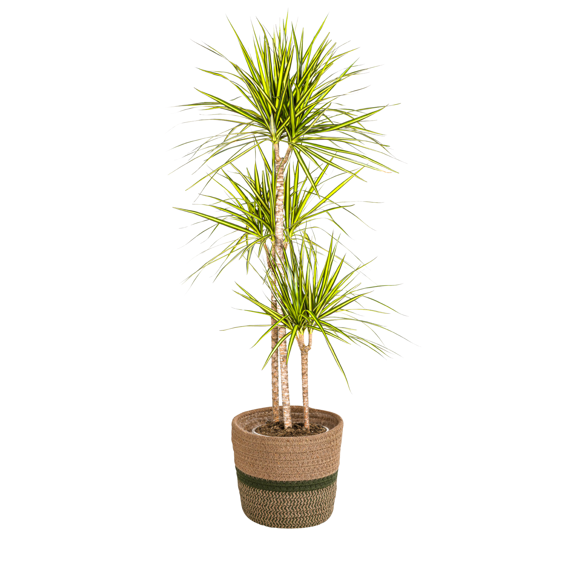 Dracaena Marginata Sunray met mand Ø24cm - ↕130 - 150cm