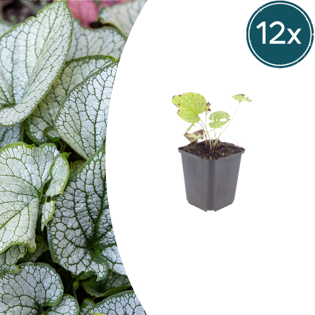 Brunnera macr. 'Jack Frost' potmaat 9 cm hoogte 10 tot 25 cm