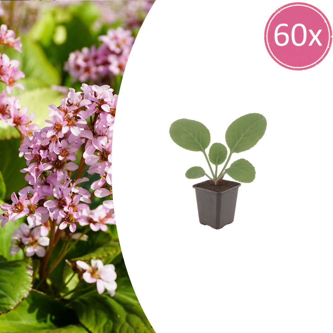 Bergenia cordifolia potmaat 9 cm hoogte 10 tot 25 cm