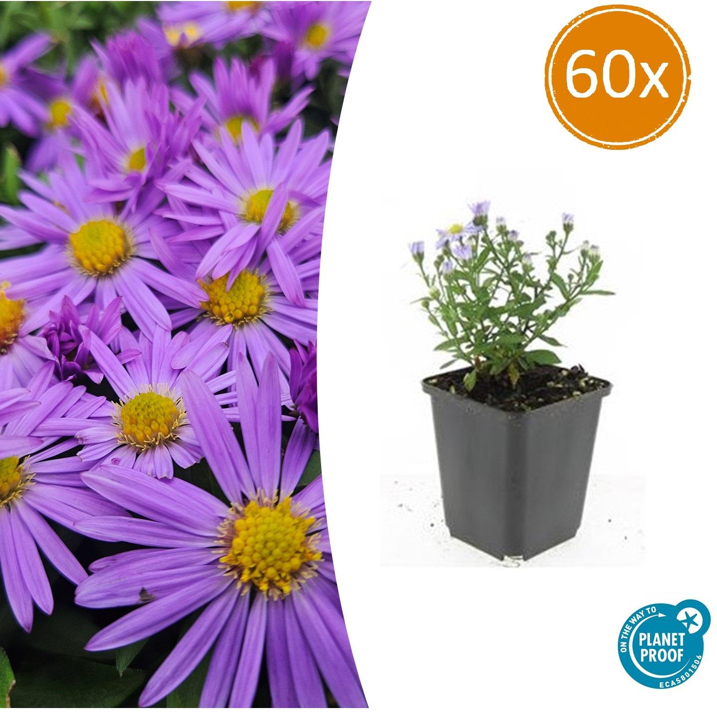 Aster (D) 'Prof. Anton Kippenberg' potmaat 9 cm hoogte 10 tot 25 cm
