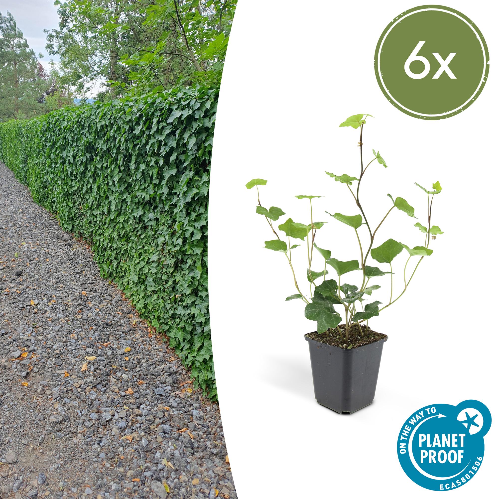 Hedera Hibernica potmaat 9 cm hoogte 10 tot 25 cm