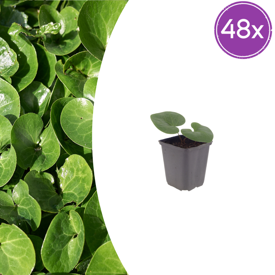 Asarum europaeum potmaat 9 cm hoogte 10 tot 25 cm