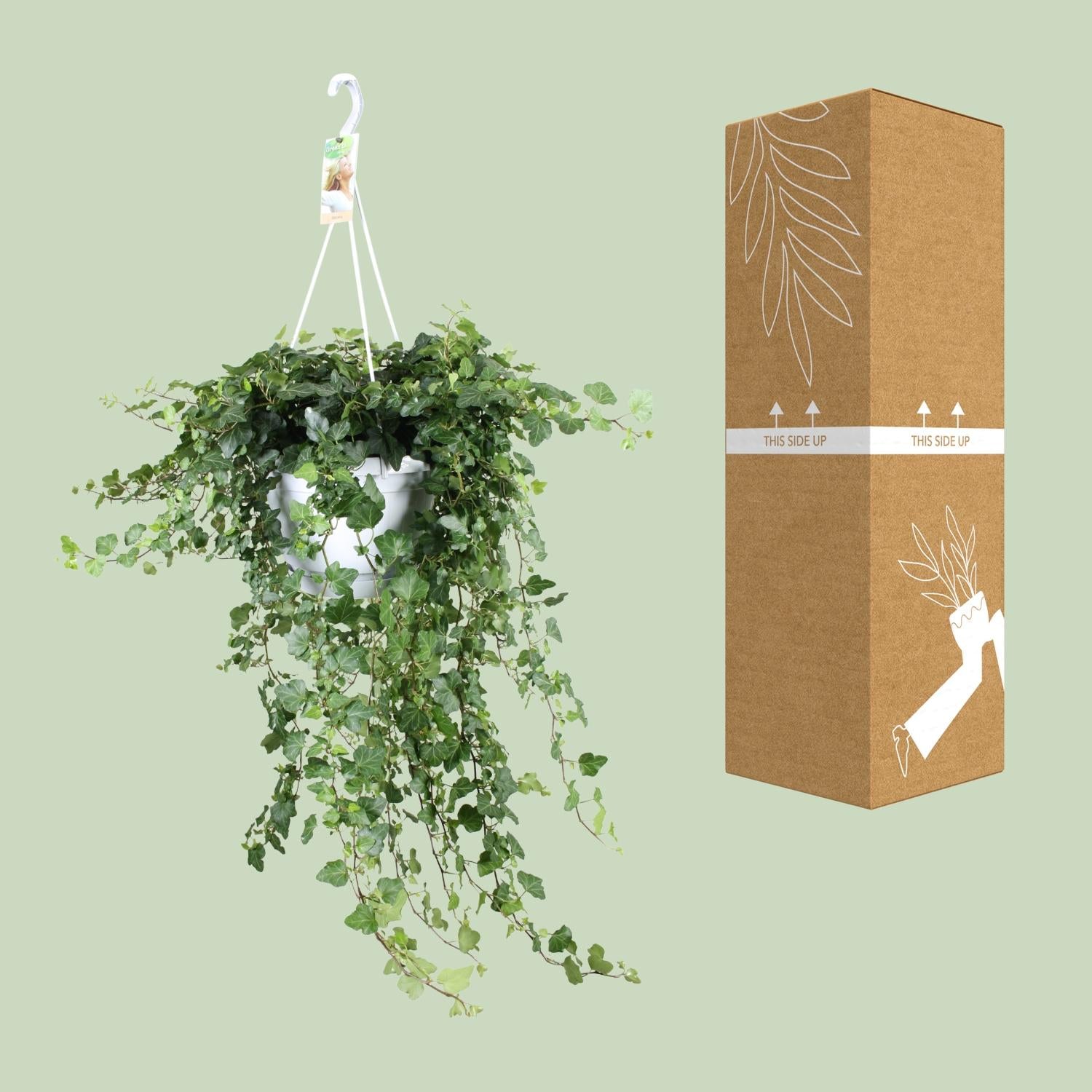 Hedera Wonder Green - Ø24cm - ↕70cm - Ø24 - ↨70cm