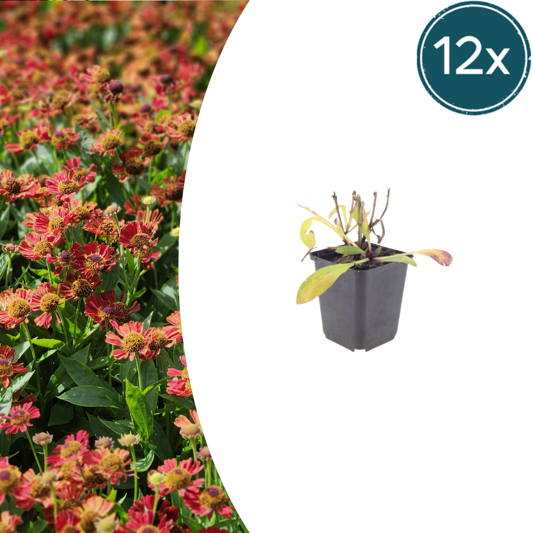 Helenium 'Moerheim Beauty' potmaat 9 cm hoogte 10 tot 25 cm