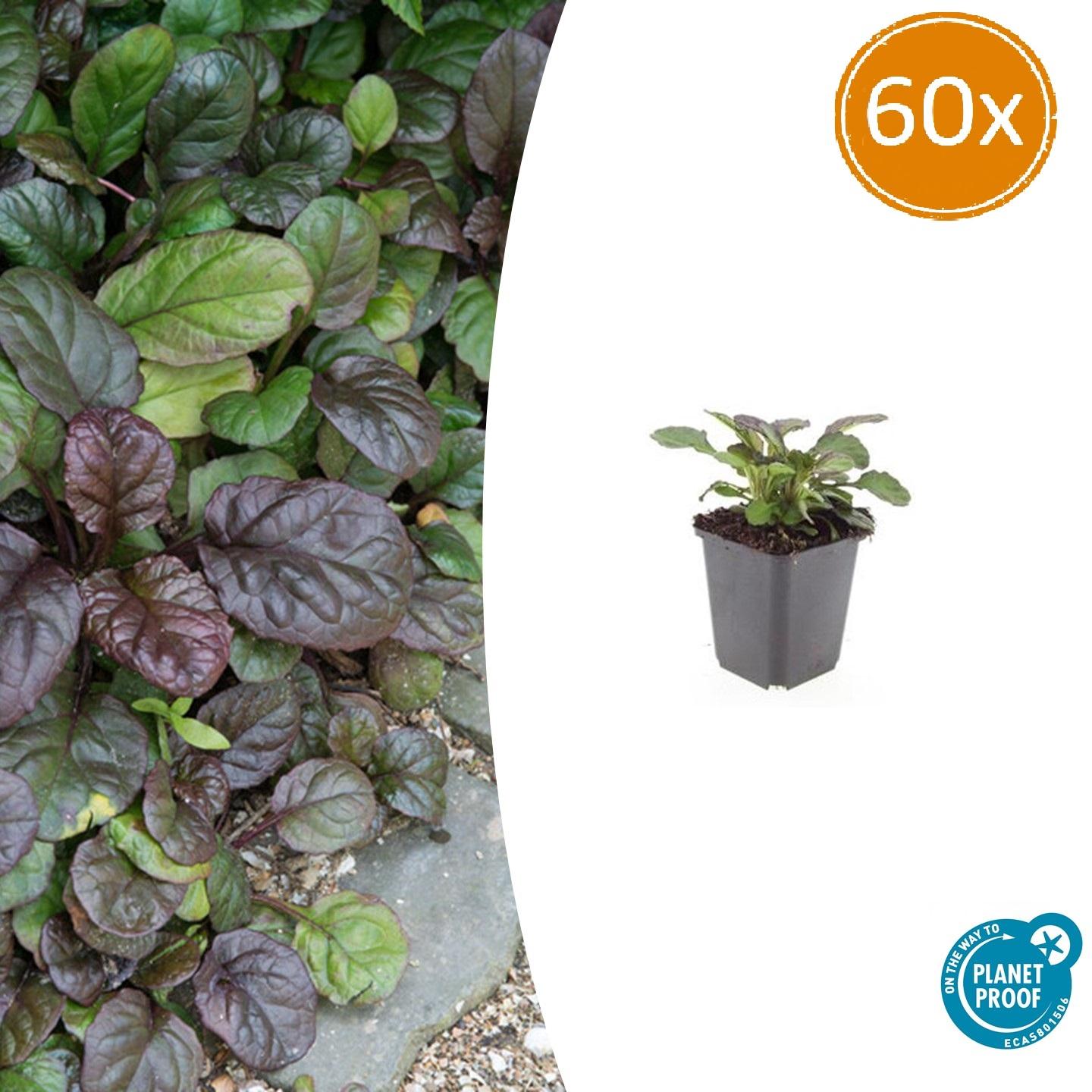 Ajuga reptans 'Catlin's Giant' potmaat 9 cm hoogte 10 tot 25 cm