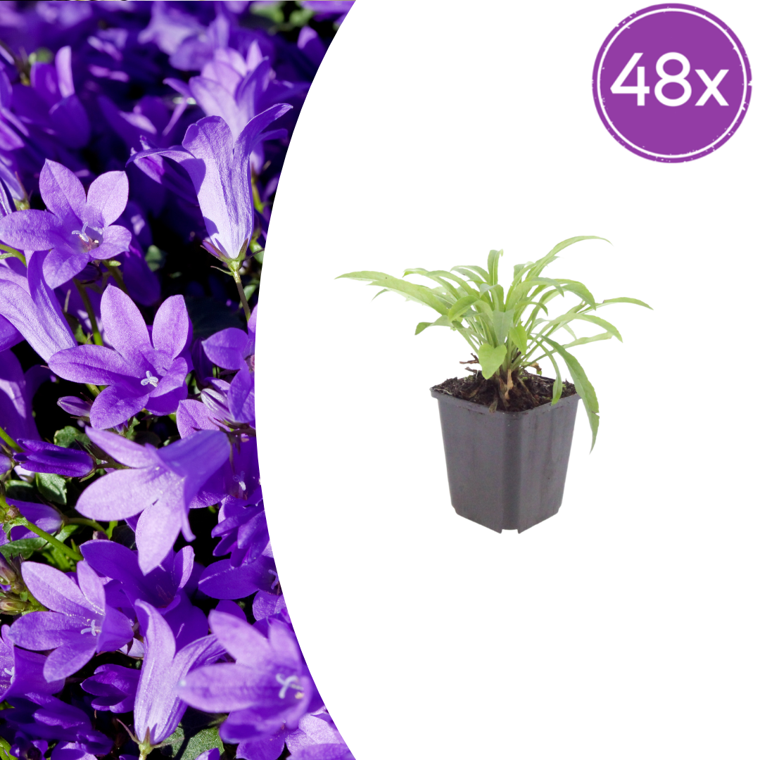 Campanula pers. 'Coerulea' potmaat 9 cm hoogte 10 tot 25 cm