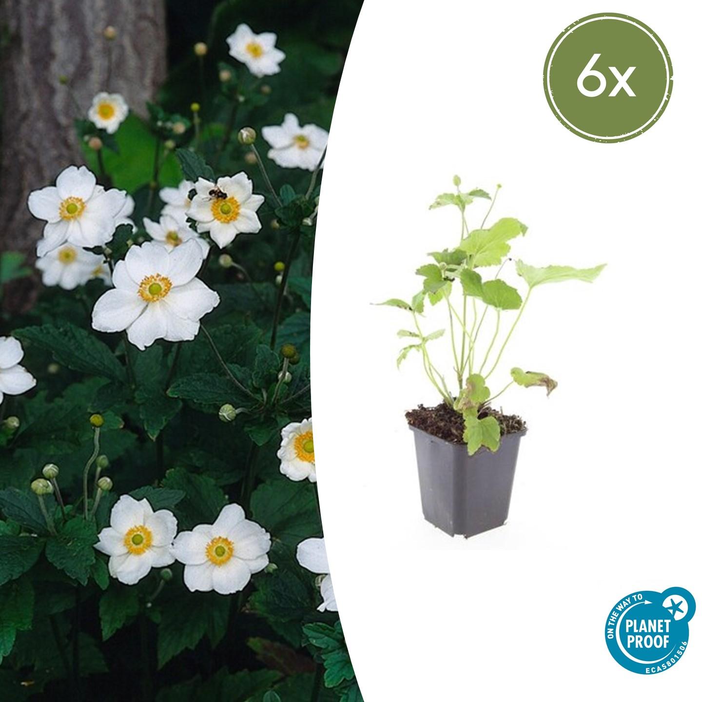 Anemone hyb. 'Honorine Jobert' potmaat 9 cm hoogte 10 tot 25 cm