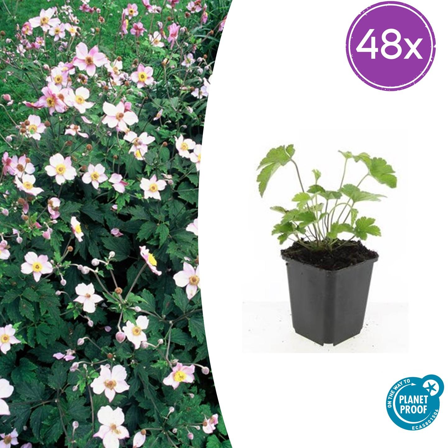 Anemone tom. 'Robustissima' potmaat 9 cm hoogte 10 tot 25 cm