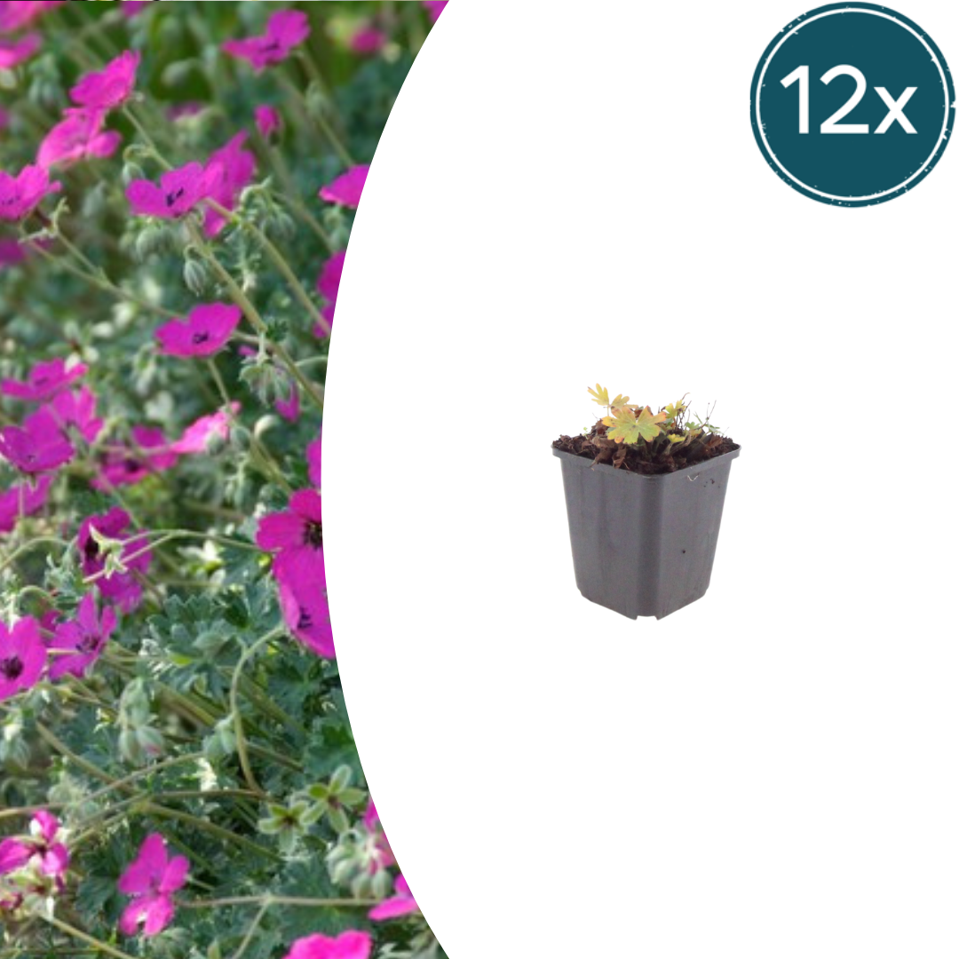 Geranium sang. 'Max Frei' potmaat 9 cm hoogte 10 tot 25 cm