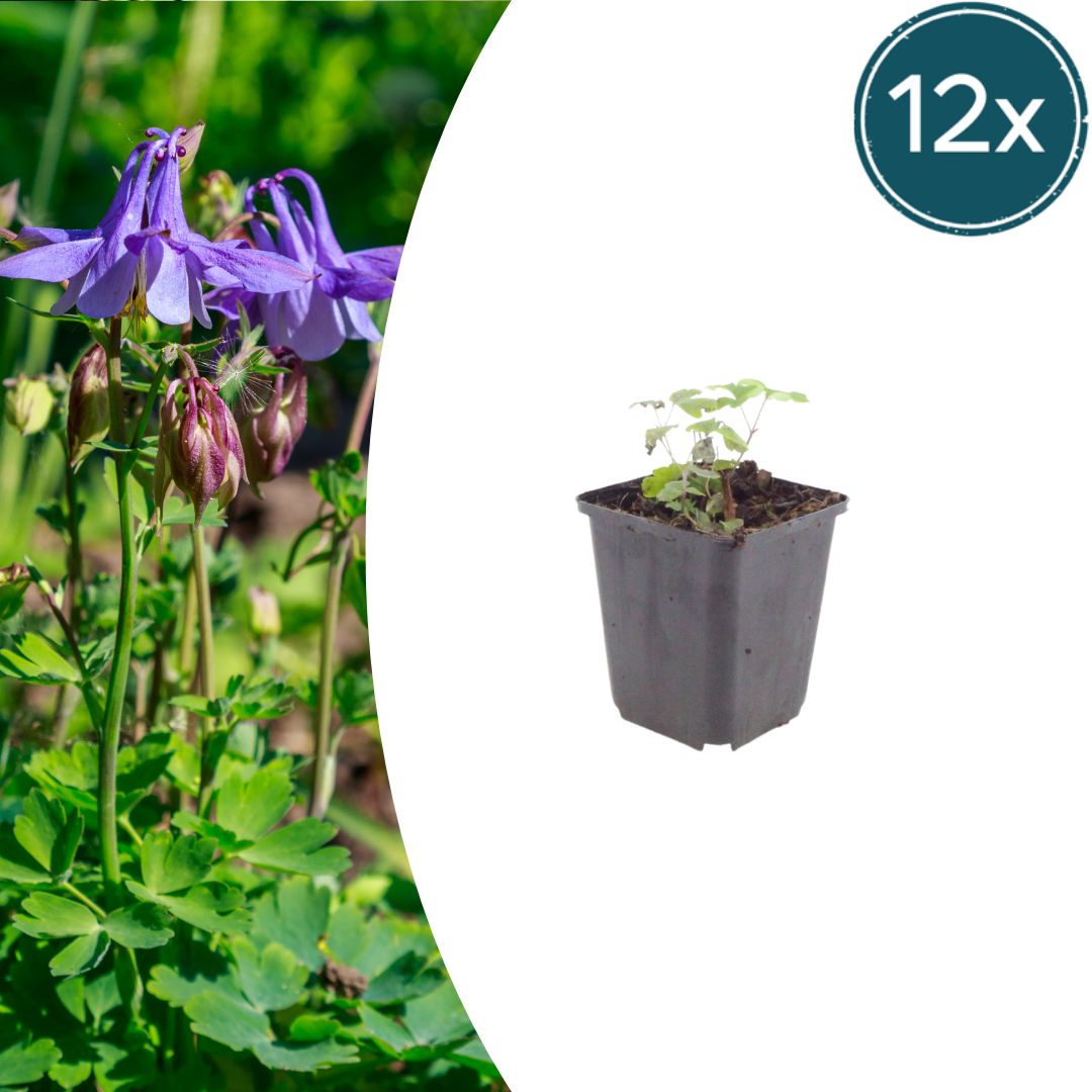 Aquilegia vulgaris potmaat 9 cm hoogte 10 tot 25 cm