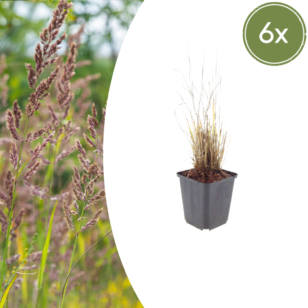 Calamagrostis brachytricha potmaat 9 cm hoogte 10 tot 25 cm