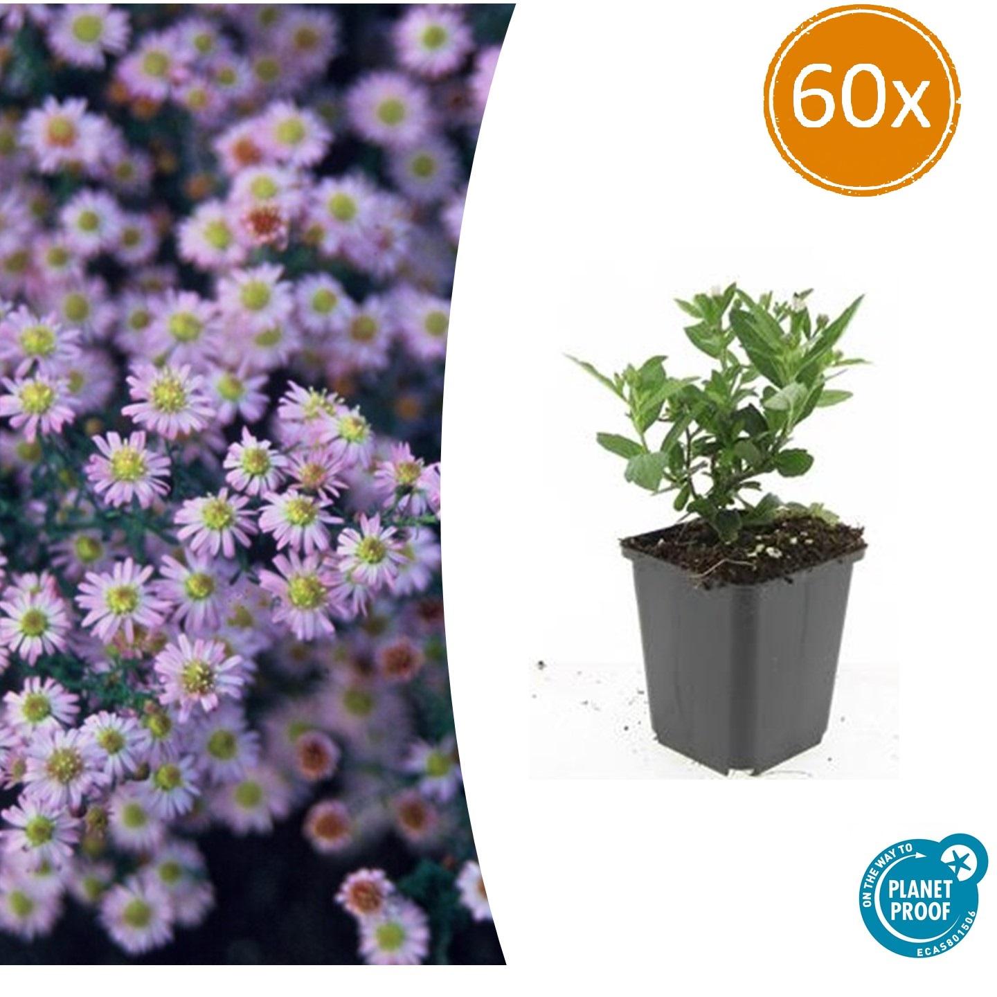 Aster ageratoides 'Stardust' potmaat 9 cm hoogte 10 tot 25 cm