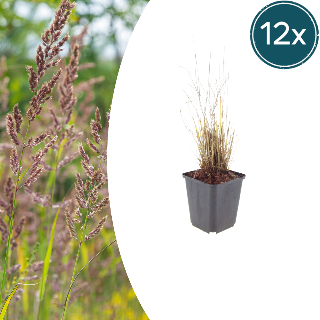Calamagrostis brachytricha potmaat 9 cm hoogte 10 tot 25 cm