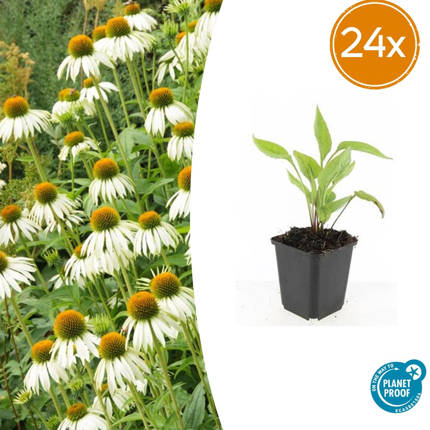 Echinacea p. 'White Swan' potmaat 9 cm hoogte 10 tot 25 cm
