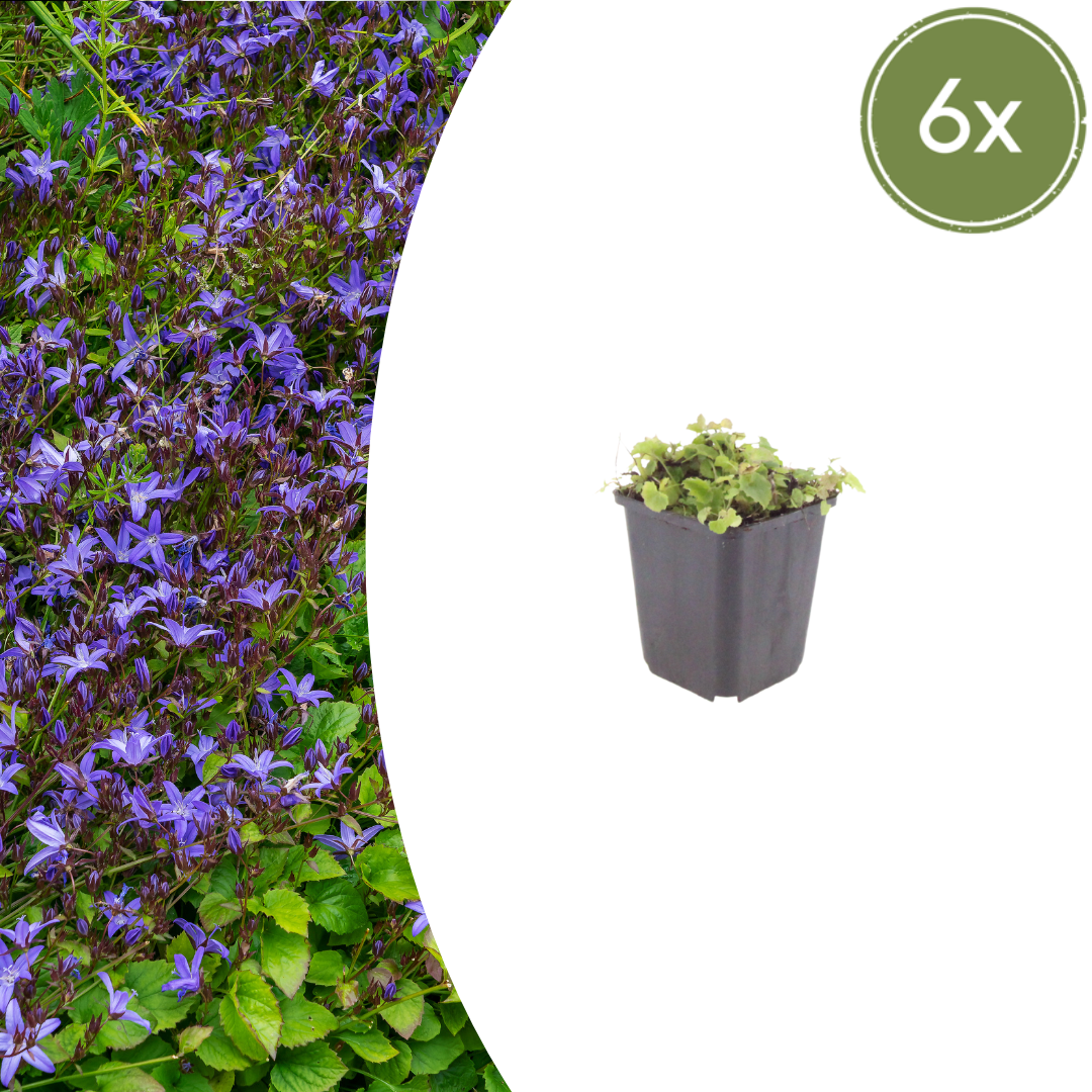 Campanula poscharskyana potmaat 9 cm hoogte 10 tot 25 cm