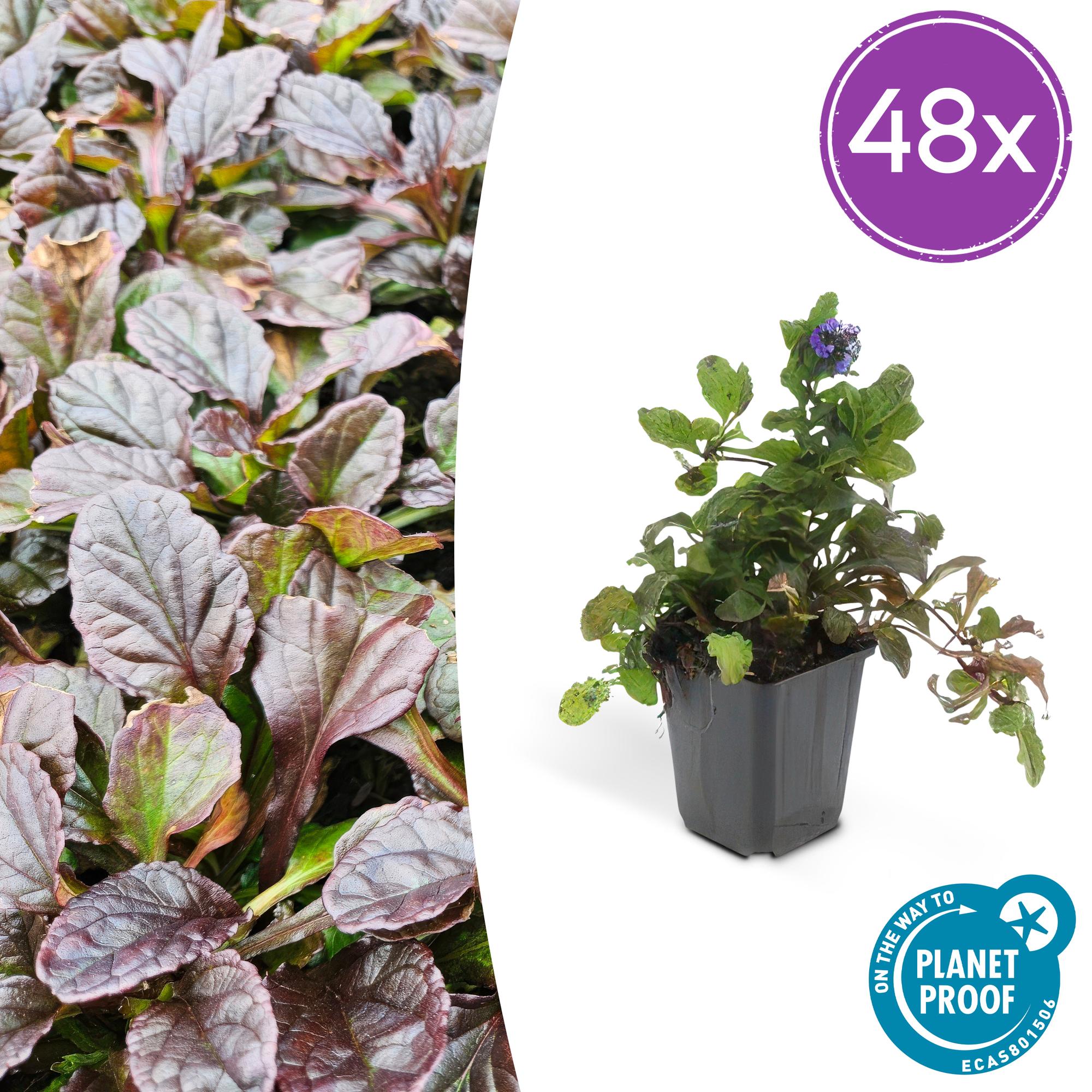 Ajuga reptans potmaat 9 cm hoogte 10 tot 25 cm