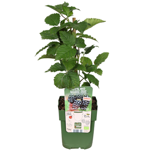 "Zoete oogst trio" BIO Fruitplanten mix set van 3 verschillende soorten