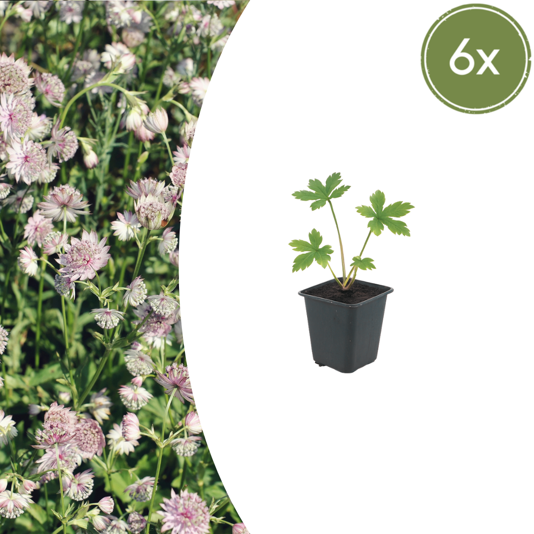 Astrantia major potmaat 9 cm hoogte 10 tot 25 cm