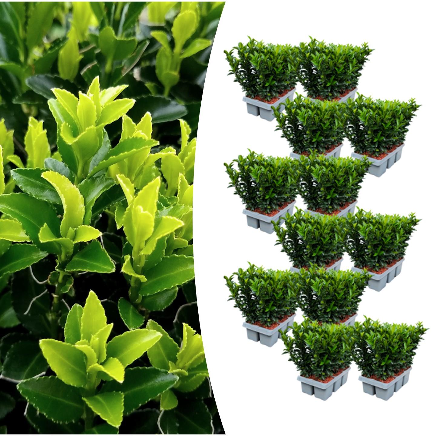 Euonymus 'Green Spire' (6 pack) potmaat 7 cm hoogte 15 cm
