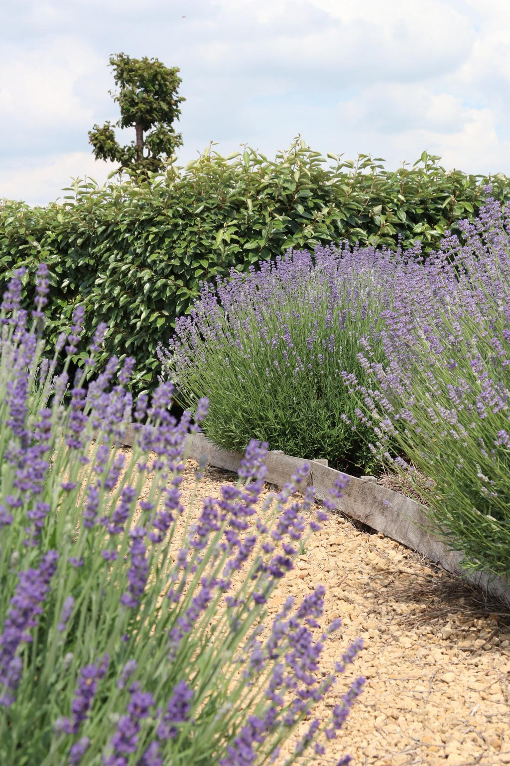 Lavendel angustifolia (6 pack) potmaat 7 cm hoogte 15 cm