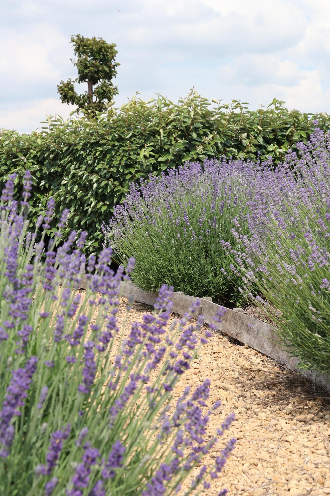 Lavendel angustifolia (6 pack) potmaat 7 cm hoogte 15 cm