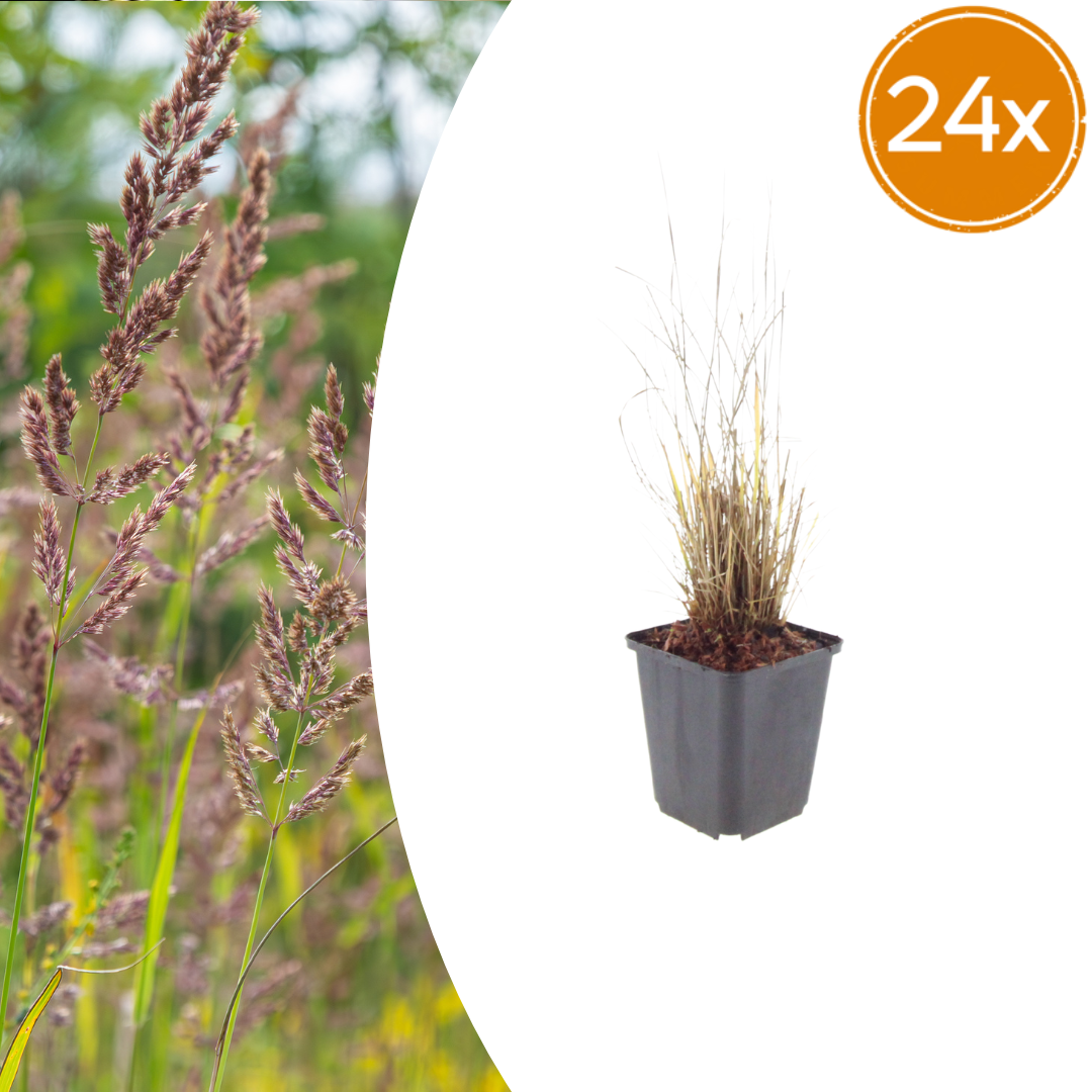 Calamagrostis brachytricha potmaat 9 cm hoogte 10 tot 25 cm