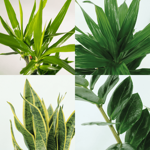 Makkelijke Plantenbox (4 kamerplanten) potmaat 14 tot 17 cm diverse hoogtes
