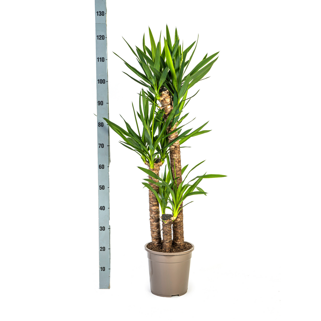 Yucca Elephantipes met mand Ø24cm - ↕120 - 140cm