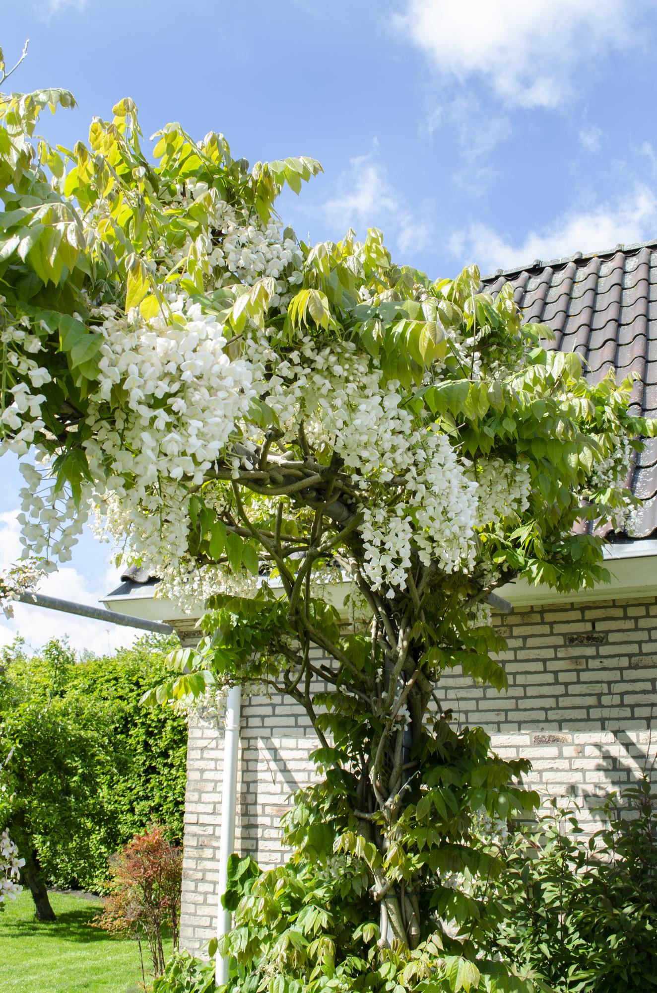 Wisteria floribunda Alba - Witte regen - Ø15cm - ↕65cm