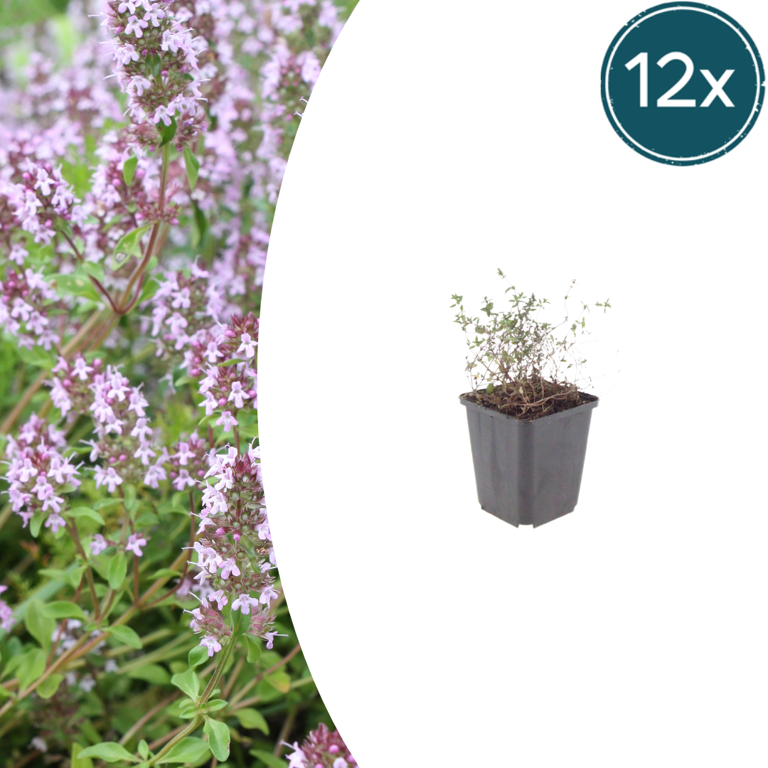 Thymus vulgaris potmaat 9 cm hoogte 10 tot 25 cm