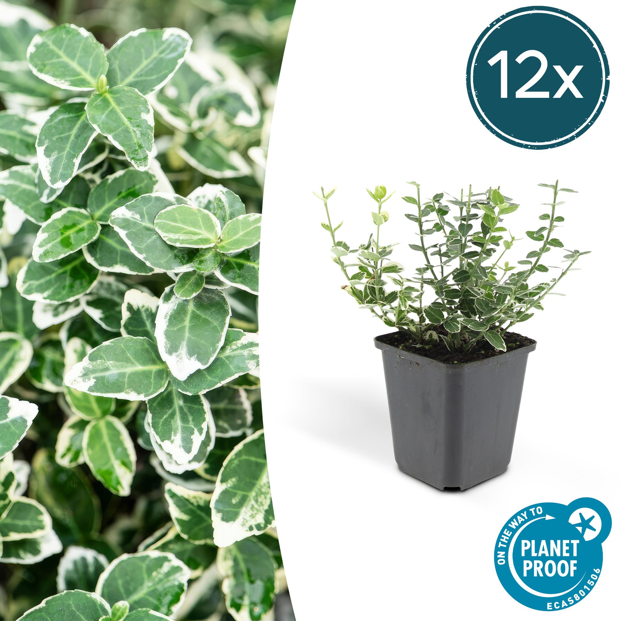 Euonymus fort. 'Emerald Gaiety' potmaat 9 cm hoogte 10 tot 25 cm