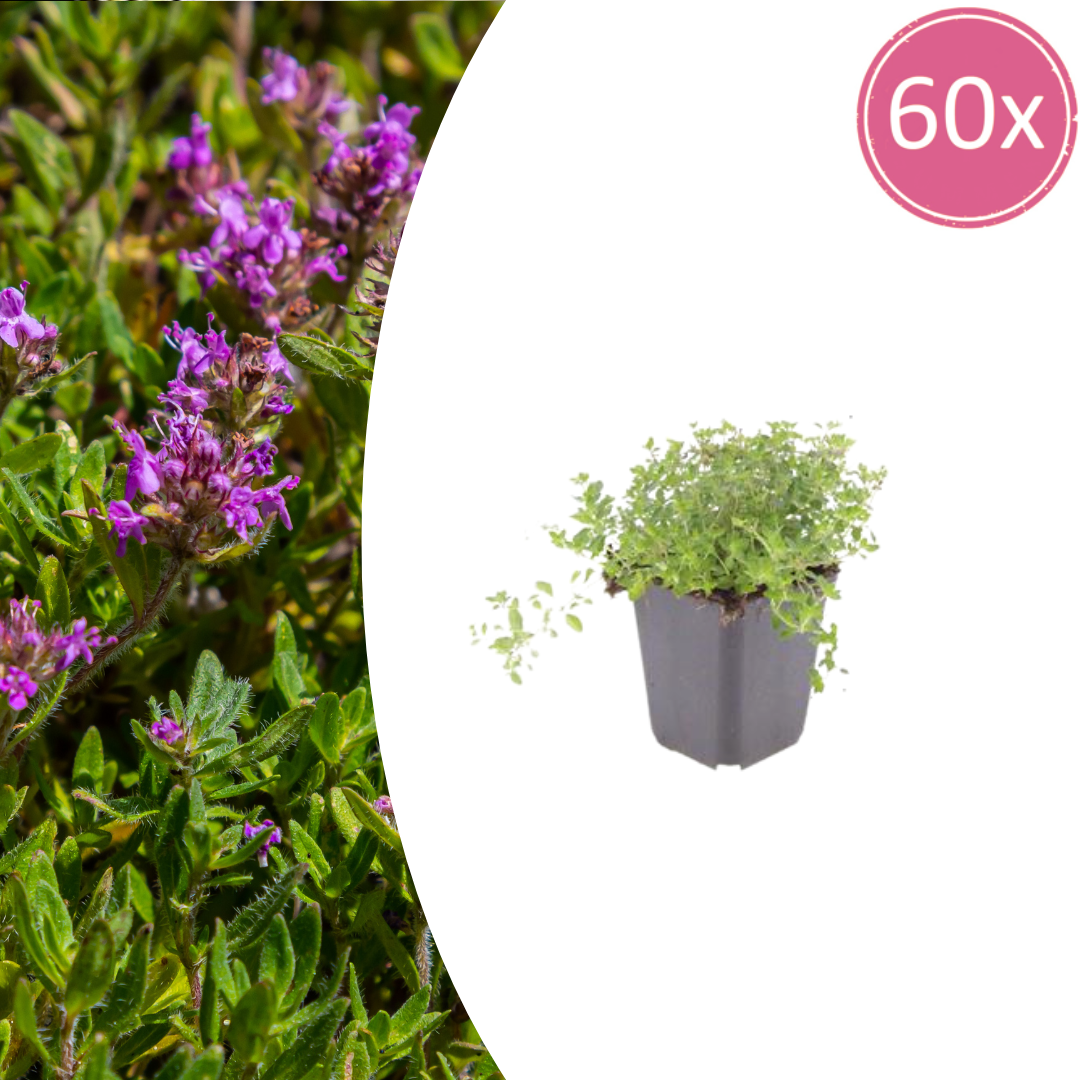 Thymus serpyllum potmaat 9 cm hoogte 10 tot 25 cm