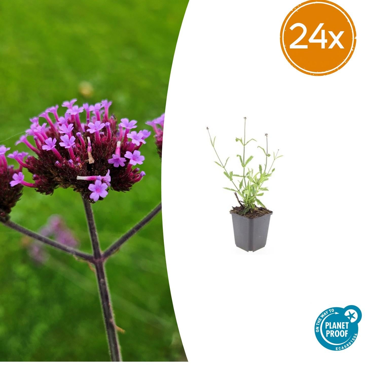 Verbena bon. 'Lollipop' potmaat 9 cm hoogte 10 tot 25 cm
