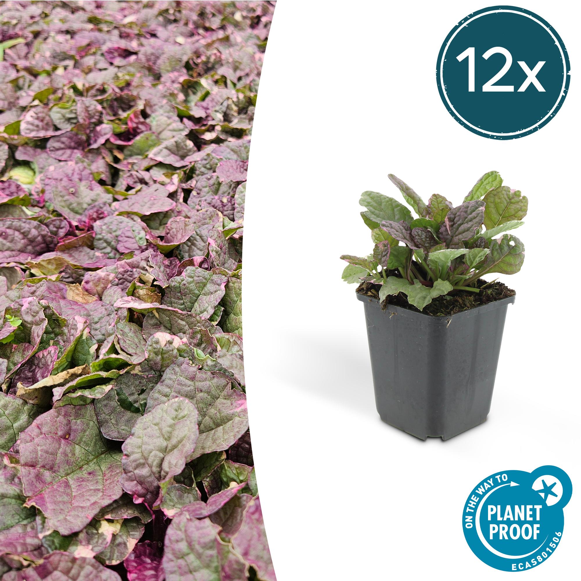 Ajuga reptans 'Burgundy Glow' potmaat 9 cm hoogte 10 tot 25 cm