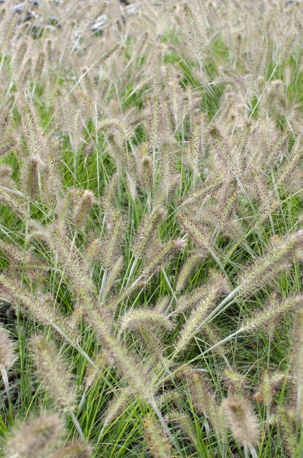Pennisetum alopecuroides 'Hameln' - Ø19cm - ↕40cm - Ø14 - ↨30cm
