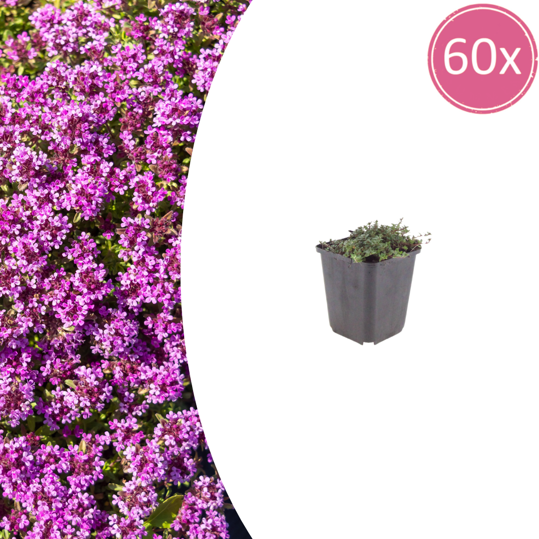 Thymus praecox 'Coccineus' potmaat 9 cm hoogte 10 tot 25 cm