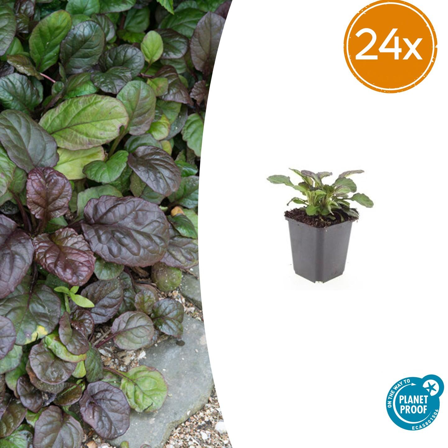 Ajuga reptans 'Catlin's Giant' potmaat 9 cm hoogte 10 tot 25 cm