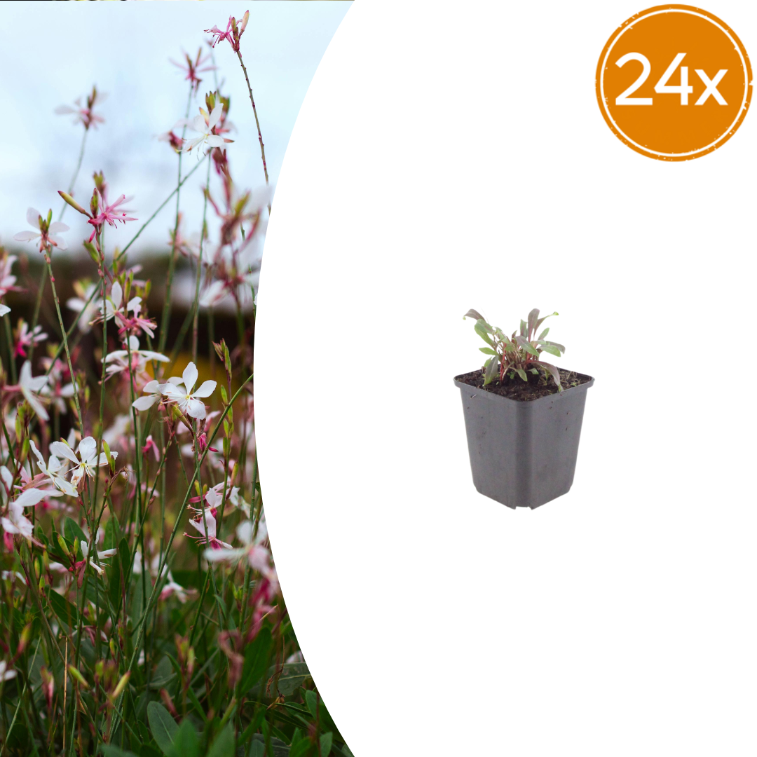 Gaura l. 'Siskiyou Pink' potmaat 9 cm hoogte 10 tot 25 cm