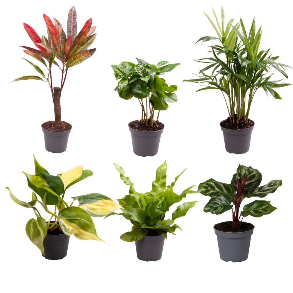 Baby Plantjes Verrassingsbox potmaat 6 cm hoogte 12 cm